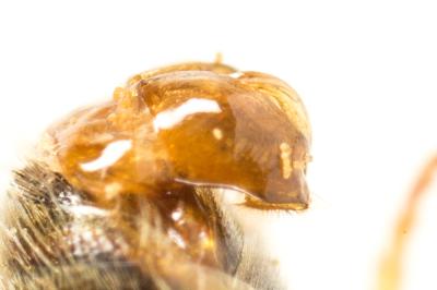  Lasioglossum malachurum (Kirby, 1802)