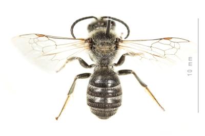  Lasioglossum albocinctum (Lucas, 1849)