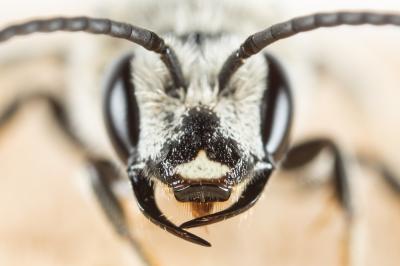  Lasioglossum albocinctum (Lucas, 1849)