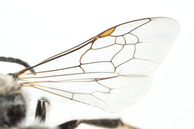  Lasioglossum albocinctum (Lucas, 1849)