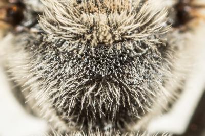  Lasioglossum albocinctum (Lucas, 1849)