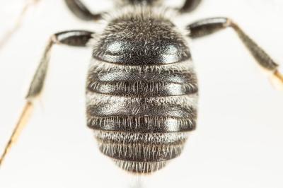  Lasioglossum albocinctum (Lucas, 1849)