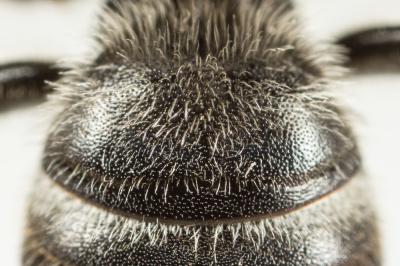  Lasioglossum albocinctum (Lucas, 1849)