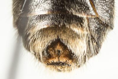  Lasioglossum albocinctum (Lucas, 1849)