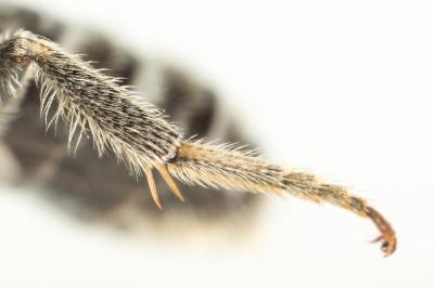  Lasioglossum albocinctum (Lucas, 1849)