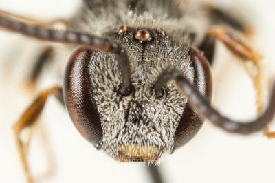  Lasioglossum bimaculatum (Dours, 1872)