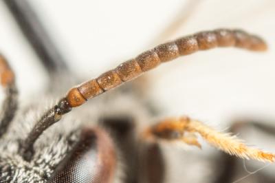  Lasioglossum bimaculatum (Dours, 1872)