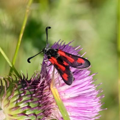 Zygène du Panicaut (La) Zygaena sarpedon (Hübner, 1790)