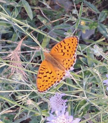 Chiffre (Le) Fabriciana niobe (Linnaeus, 1758)