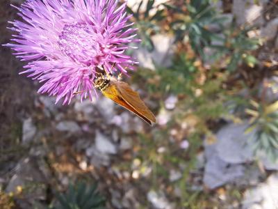 Hespérie de la Houque (L'), Thaumas (Le), Bande no Thymelicus sylvestris (Poda, 1761)