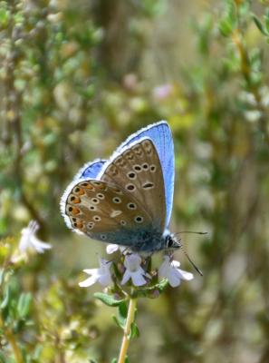 Azuré bleu-céleste (L'), Bel-Argus (Le), Argus ble Lysandra bellargus (Rottemburg, 1775)