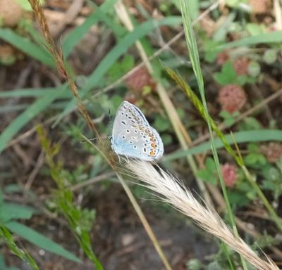 Azuré de L'Esparcette (L'), Azuré de Chapman (L'), Polyommatus thersites (Cantener, 1835)