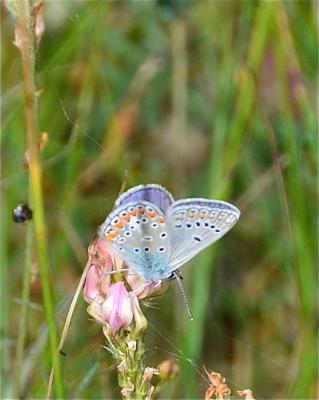 Azuré de L'Esparcette (L'), Azuré de Chapman (L'), Polyommatus thersites (Cantener, 1835)