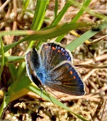 Azuré de L'Esparcette (L'), Azuré de Chapman (L'), Polyommatus thersites (Cantener, 1835)