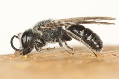  Lasioglossum costulatum (Kriechbaumer, 1873)