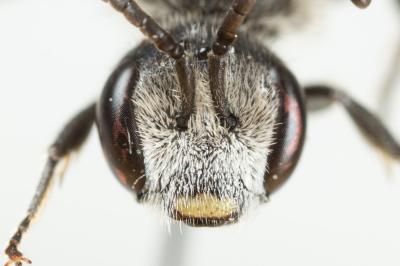  Lasioglossum costulatum (Kriechbaumer, 1873)