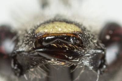  Lasioglossum costulatum (Kriechbaumer, 1873)