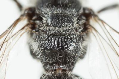  Lasioglossum costulatum (Kriechbaumer, 1873)