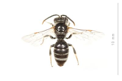  Lasioglossum discus discus (Smith, 1853)