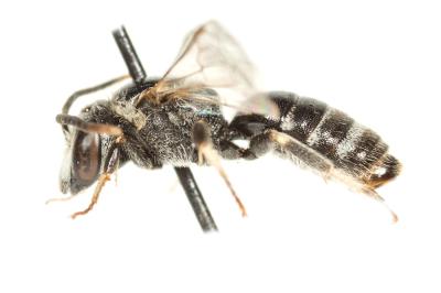  Lasioglossum discus discus (Smith, 1853)