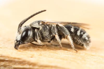  Lasioglossum discus discus (Smith, 1853)