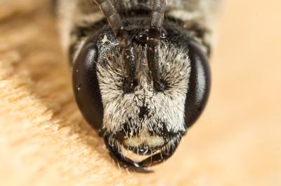  Lasioglossum discus discus (Smith, 1853)