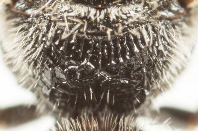  Lasioglossum discus discus (Smith, 1853)