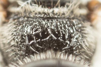  Lasioglossum discus discus (Smith, 1853)