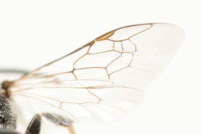  Lasioglossum discus discus (Smith, 1853)