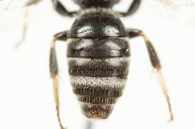  Lasioglossum discus discus (Smith, 1853)