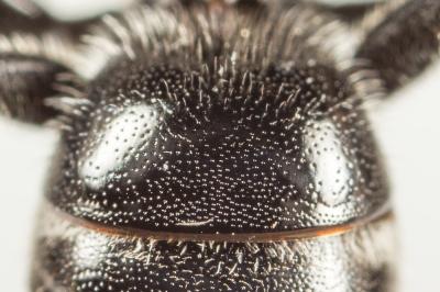  Lasioglossum discus discus (Smith, 1853)