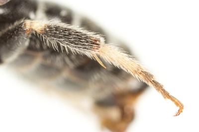  Lasioglossum discus discus (Smith, 1853)