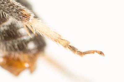  Lasioglossum discus discus (Smith, 1853)