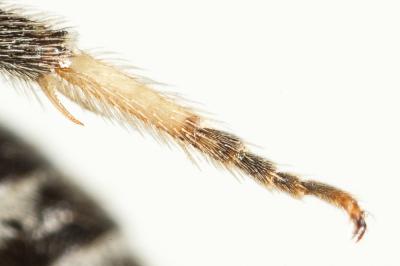  Lasioglossum discus discus (Smith, 1853)