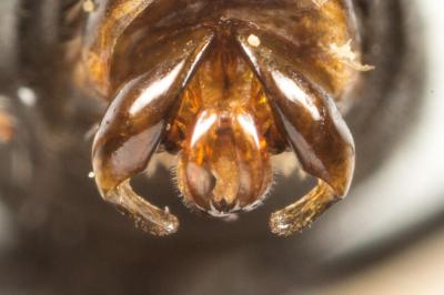  Lasioglossum discus discus (Smith, 1853)