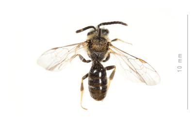  Lasioglossum laevigatum (Kirby, 1802)