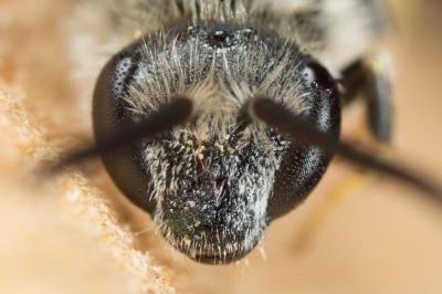  Lasioglossum laevigatum (Kirby, 1802)