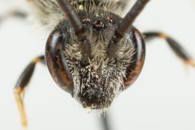  Lasioglossum laevigatum (Kirby, 1802)