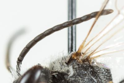  Lasioglossum laevigatum (Kirby, 1802)