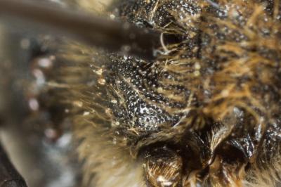  Lasioglossum laevigatum (Kirby, 1802)