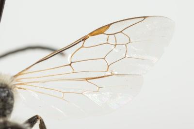  Lasioglossum laevigatum (Kirby, 1802)