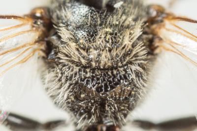  Lasioglossum laevigatum (Kirby, 1802)