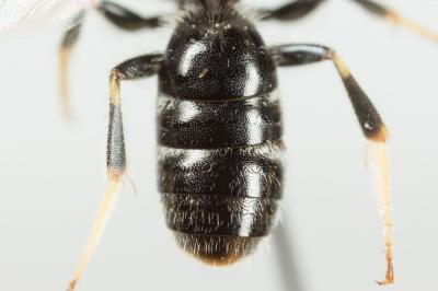  Lasioglossum laevigatum (Kirby, 1802)