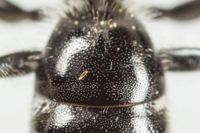  Lasioglossum laevigatum (Kirby, 1802)