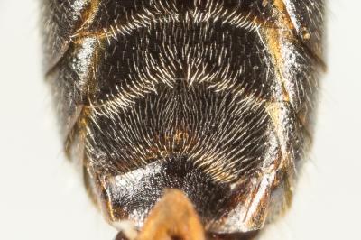  Lasioglossum laevigatum (Kirby, 1802)