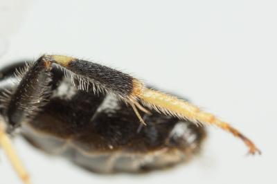  Lasioglossum laevigatum (Kirby, 1802)