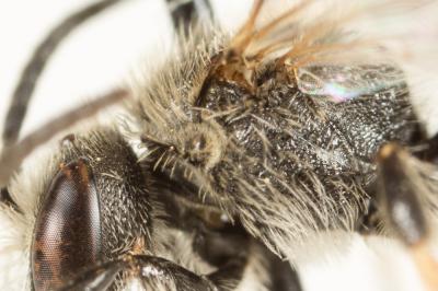  Lasioglossum leucozonium (Schrank, 1781)