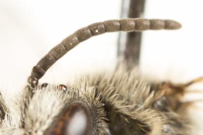  Lasioglossum leucozonium (Schrank, 1781)