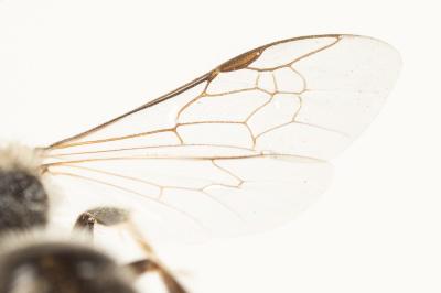  Lasioglossum leucozonium (Schrank, 1781)