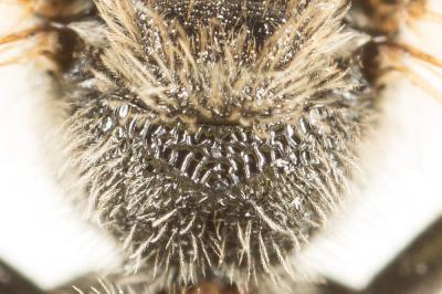  Lasioglossum leucozonium (Schrank, 1781)